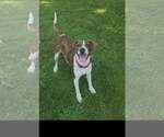 Small #1 Mutt