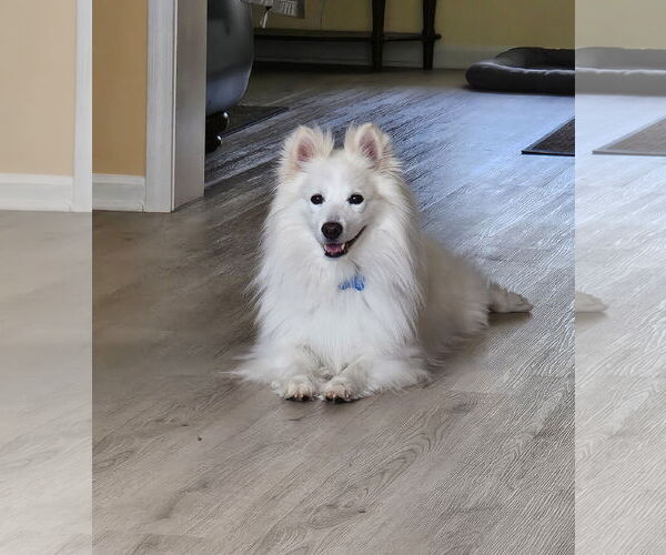 Medium Photo #2 American Eskimo Dog Puppy For Sale in Pikesville, MD, USA