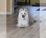 Small #1 American Eskimo Dog