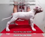 Puppy 1 Dogo Argentino