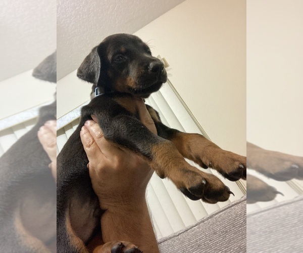 Medium Photo #1 Doberman Pinscher Puppy For Sale in KISSIMMEE, FL, USA