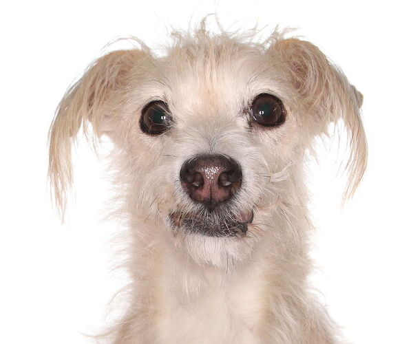 Medium Photo #1 Mutt Puppy For Sale in Oakland Park, FL, USA