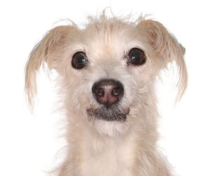 Mutt Dogs for adoption in Oakland Park, FL, USA