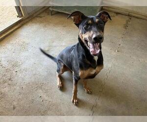 Doberman Pinscher-German Shepherd Dog Mix Dogs for adoption in Placerville, CA, USA