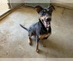 Small Doberman Pinscher-German Shepherd Dog Mix
