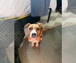 Small Photo #4 Boxer-Unknown Mix Puppy For Sale in Greenville, SC, USA