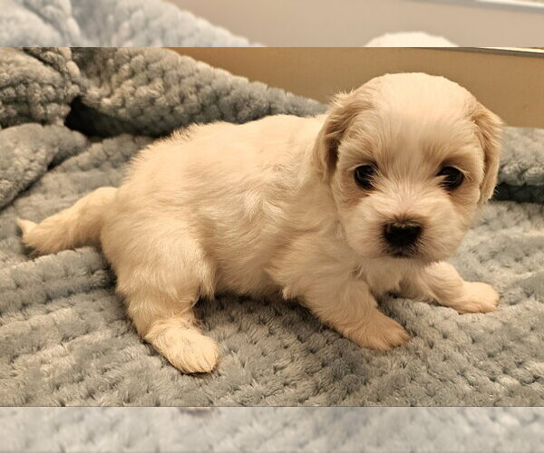 Medium Photo #3 Havanese Puppy For Sale in Olalla, WA, USA