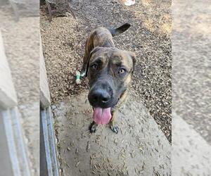 American Bulldog-Unknown Mix Dogs for adoption in London, Ontario, Canada