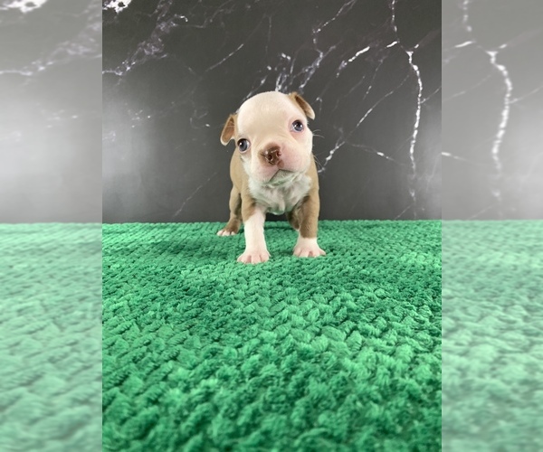 Medium Photo #10 Boston Terrier Puppy For Sale in TULARE, CA, USA