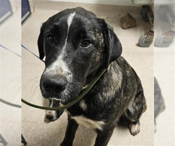 Medium Photo #1 Pyrenees Husky Puppy For Sale in Bakersfield, CA, USA