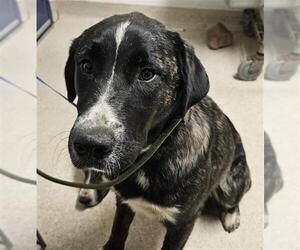 Pyrenees Husky Dogs for adoption in Bakersfield, CA, USA