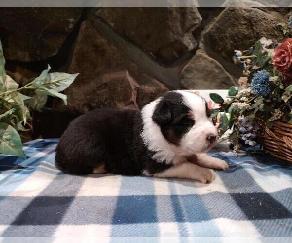 Medium Photo #3 Australian Shepherd Puppy For Sale in WESTFIELD, MA, USA