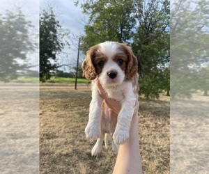 Cavalier King Charles Spaniel Puppy for sale in BROWNWOOD, TX, USA
