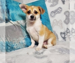 Jack-A-Ranian Puppy for sale in ELKHART, IN, USA
