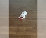 Small Photo #6 Faux Frenchbo Bulldog Puppy For Sale in NEWNAN, GA, USA
