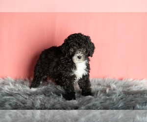 Miniature Bernedoodle-Poodle (Miniature) Mix Puppy for sale in SHIPSHEWANA, IN, USA