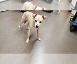 Small Chihuahua-Labrador Retriever Mix