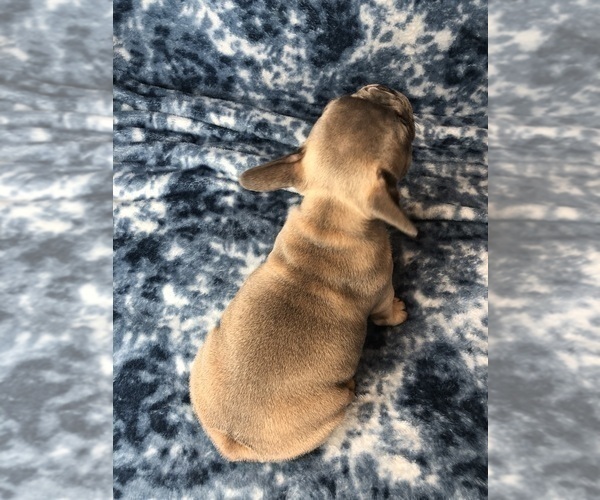 Medium Photo #7 French Bulldog Puppy For Sale in STAFFORD, VA, USA