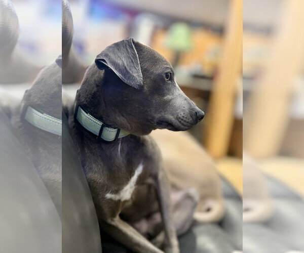 Medium Photo #4 Labrador Retriever-Unknown Mix Puppy For Sale in Sandy, UT, USA