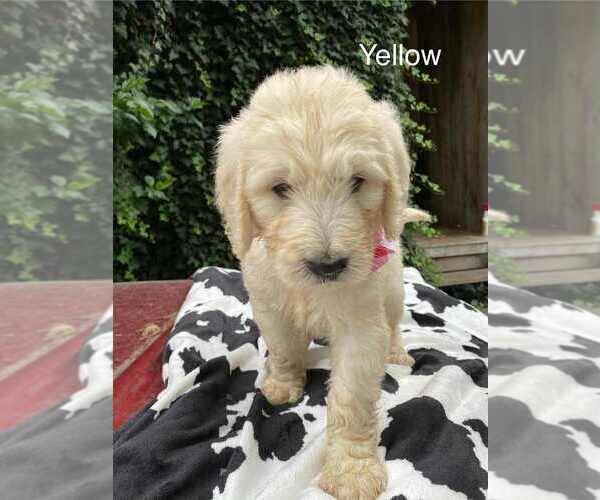 Medium Photo #3 Goldendoodle Puppy For Sale in HONEY GROVE, PA, USA