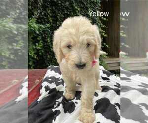 Medium Goldendoodle