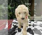 Puppy Puppy 2buck Goldendoodle