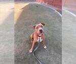 *FINNEGAN - Male Mutt Dog for Adoption - Small photo