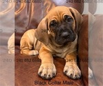 Small Photo #4 Cane Corso Puppy For Sale in LA PLATA, MD, USA