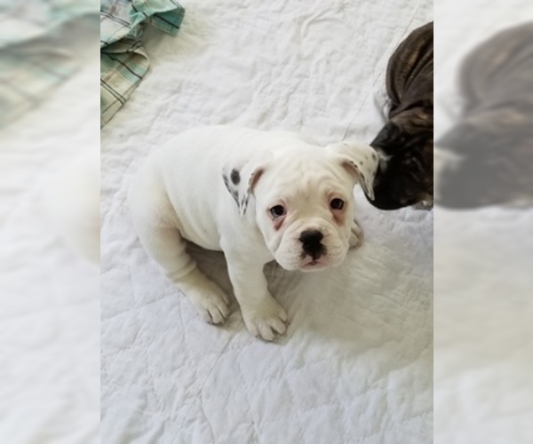 Medium Photo #2 Miniature Bulldog Puppy For Sale in CENTER VALLEY, PA, USA