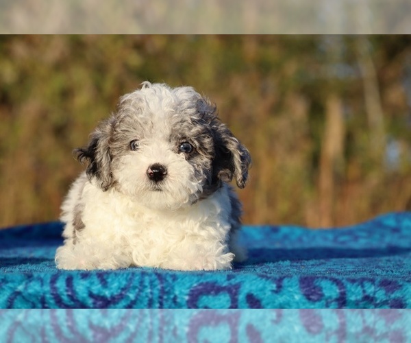 Medium Photo #2 Goldendoodle (Miniature) Puppy For Sale in DYERSBURG, TN, USA