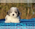 Small #1 Goldendoodle (Miniature)