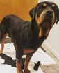 Small Photo #8 Rottweiler Puppy For Sale in INDEPENDENCE, MO, USA