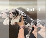 Small Photo #7 English Bulldog Puppy For Sale in DETROIT, MI, USA