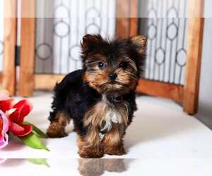 Yorkshire Terrier Puppy for sale in NAPLES, FL, USA