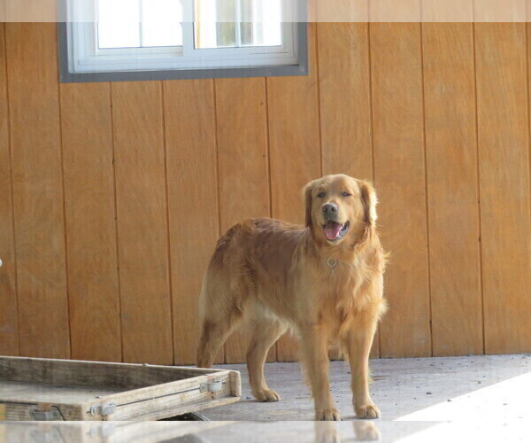 Medium Photo #1 Golden Retriever Puppy For Sale in THORP, WI, USA