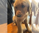 Puppy Lime green Golden Retriever