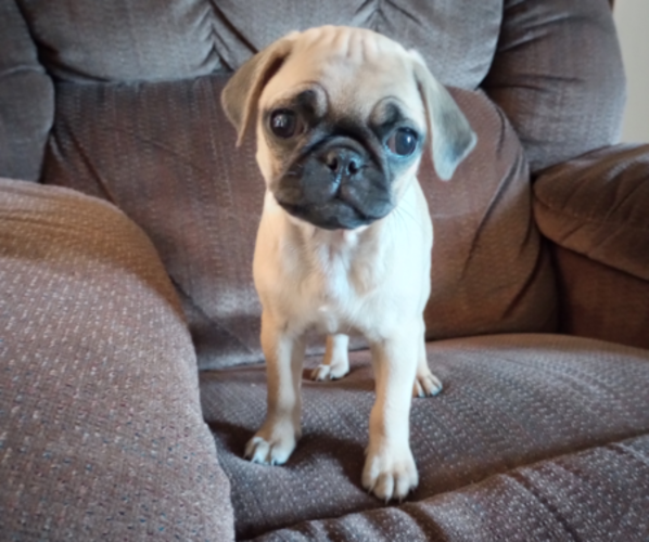 Medium Photo #2 Pug Puppy For Sale in FALL CREEK, WI, USA