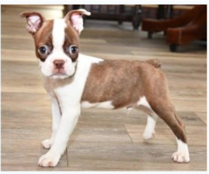 Boston Terrier Puppy for sale in BEND, OR, USA