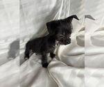 Small #4 Mutt