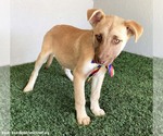Small #3 Labrador Retriever Mix