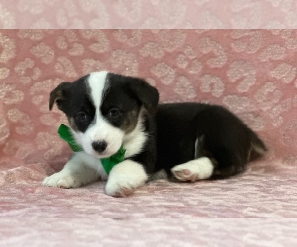 Medium Photo #2 Pembroke Welsh Corgi Puppy For Sale in LANCASTER, PA, USA