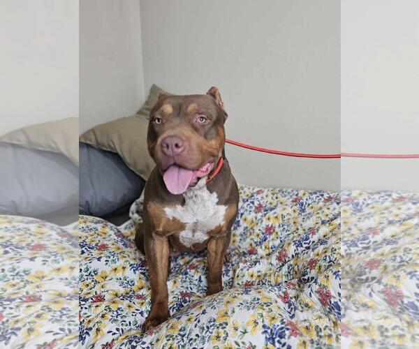 Medium Photo #4 American Bulldog-American Staffordshire Terrier Mix Puppy For Sale in Rockwall, TX, USA