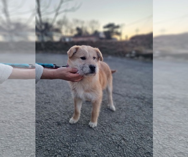 Medium Photo #1 Mutt Puppy For Sale in Agoura Hills, CA, USA