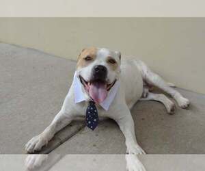 American Pit Bull Terrier-Unknown Mix Dogs for adoption in McKinney, TX, USA