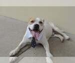Small American Pit Bull Terrier Mix