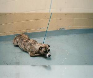 American Pit Bull Terrier Dogs for adoption in Tulsa, OK, USA