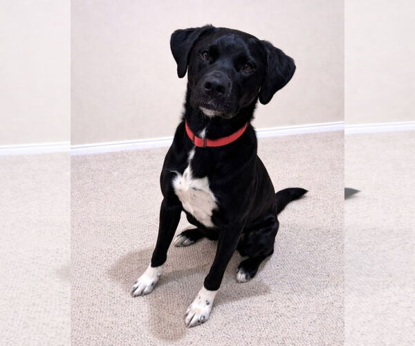 Medium Photo #1 Labrenees Puppy For Sale in Thomasville, NC, USA