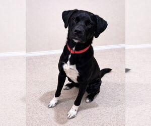 Labrenees Dogs for adoption in Thomasville, NC, USA