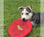 Small #13 Siberian Husky Mix