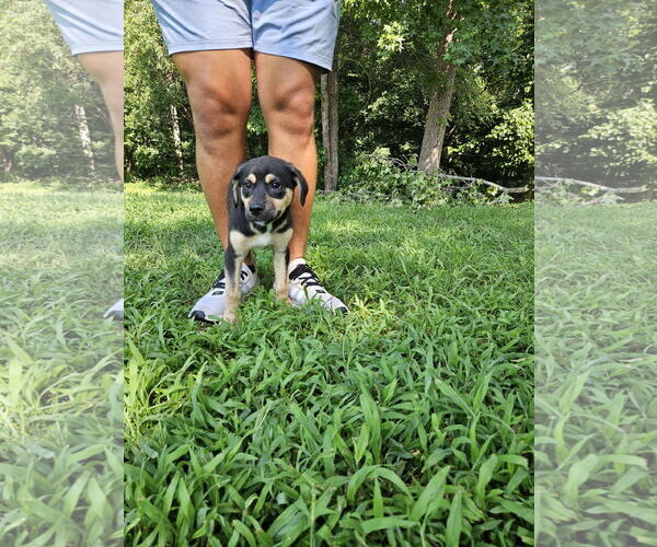 Medium Photo #4 Labrador Retriever-Unknown Mix Puppy For Sale in Thomasville, NC, USA